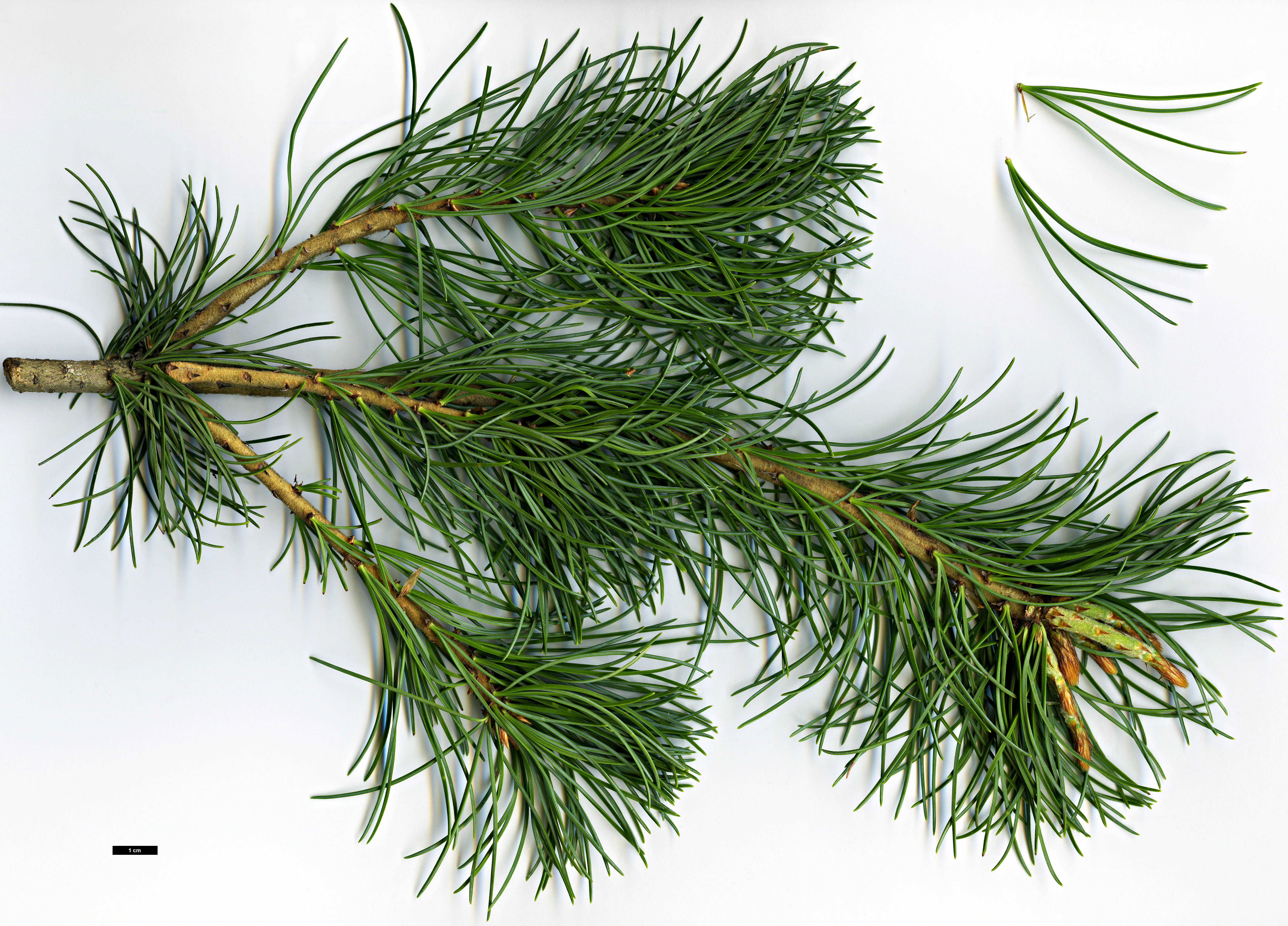 High resolution image: Family: Pinaceae - Genus: Pinus - Taxon: parviflora - SpeciesSub: var. pentaphylla